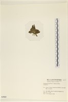 登錄號:A00003433藏品圖，第3張