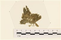 登錄號:A00003433藏品圖，第1張