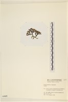 登錄號:A00003435藏品圖，第3張