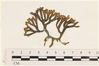 登錄號:A00003435藏品圖，第1張