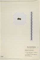 館號:A00003437藏品圖，第3張