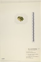 登錄號:A00003439藏品圖，第3張