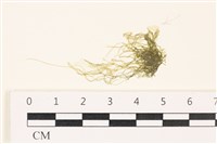 登錄號:A00003440藏品圖，第1張