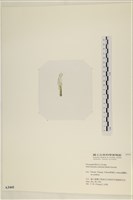 登錄號:A00003441藏品圖，第3張