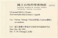 石髮藏品圖，第2張