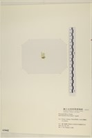 石髮藏品圖，第3張