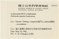 仙掌藻, 海仙人掌藏品圖，第2張