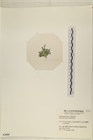仙掌藻, 海仙人掌藏品圖，第3張