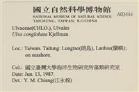 茶花石蓴, 牡丹菜藏品圖，第2張