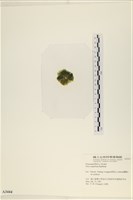 茶花石蓴, 牡丹菜藏品圖，第3張