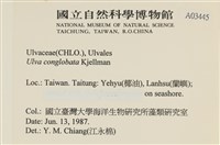 茶花石蓴, 牡丹菜藏品圖，第2張