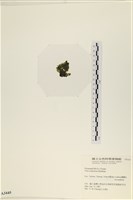 茶花石蓴, 牡丹菜藏品圖，第3張