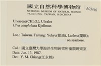 茶花石蓴, 牡丹菜藏品圖，第2張