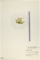 茶花石蓴, 牡丹菜藏品圖，第3張