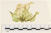 茶花石蓴, 牡丹菜藏品圖，第1張