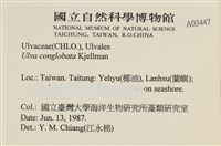 茶花石蓴, 牡丹菜藏品圖，第2張