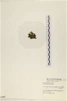 茶花石蓴, 牡丹菜藏品圖，第3張