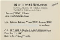 茶花石蓴, 牡丹菜藏品圖，第2張