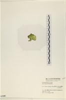 茶花石蓴, 牡丹菜藏品圖，第3張