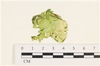 茶花石蓴, 牡丹菜藏品圖，第1張