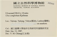 茶花石蓴, 牡丹菜藏品圖，第2張