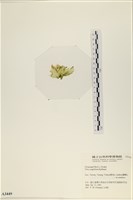 茶花石蓴, 牡丹菜藏品圖，第3張