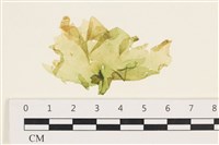 茶花石蓴, 牡丹菜藏品圖，第1張