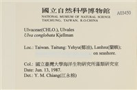 茶花石蓴, 牡丹菜藏品圖，第2張