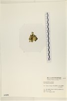 茶花石蓴, 牡丹菜藏品圖，第3張