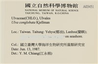 茶花石蓴, 牡丹菜藏品圖，第2張