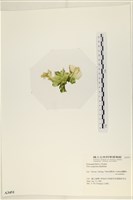 茶花石蓴, 牡丹菜藏品圖，第3張