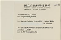 茶花石蓴, 牡丹菜藏品圖，第2張