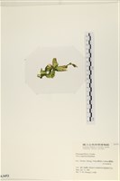 茶花石蓴, 牡丹菜藏品圖，第3張
