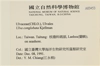 茶花石蓴, 牡丹菜藏品圖，第2張