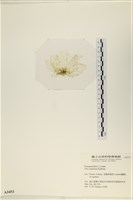 茶花石蓴, 牡丹菜藏品圖，第3張