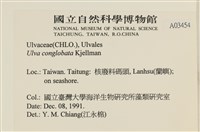 茶花石蓴, 牡丹菜藏品圖，第2張