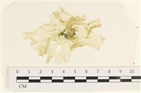 茶花石蓴, 牡丹菜藏品圖，第1張