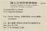 茶花石蓴, 牡丹菜藏品圖，第2張