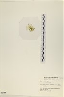 茶花石蓴, 牡丹菜藏品圖，第3張