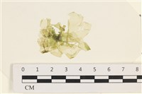 茶花石蓴, 牡丹菜藏品圖，第1張