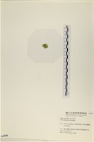 茶花石蓴, 牡丹菜藏品圖，第3張