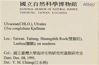 茶花石蓴, 牡丹菜藏品圖，第2張