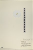 茶花石蓴, 牡丹菜藏品圖，第3張