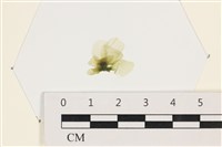 茶花石蓴, 牡丹菜藏品圖，第1張