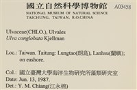 茶花石蓴, 牡丹菜藏品圖，第2張