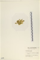 茶花石蓴, 牡丹菜藏品圖，第3張