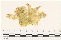 茶花石蓴, 牡丹菜藏品圖，第1張