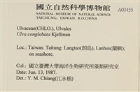 茶花石蓴, 牡丹菜藏品圖，第2張