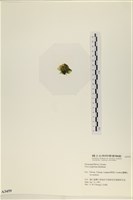 茶花石蓴, 牡丹菜藏品圖，第3張