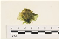 茶花石蓴, 牡丹菜藏品圖，第1張